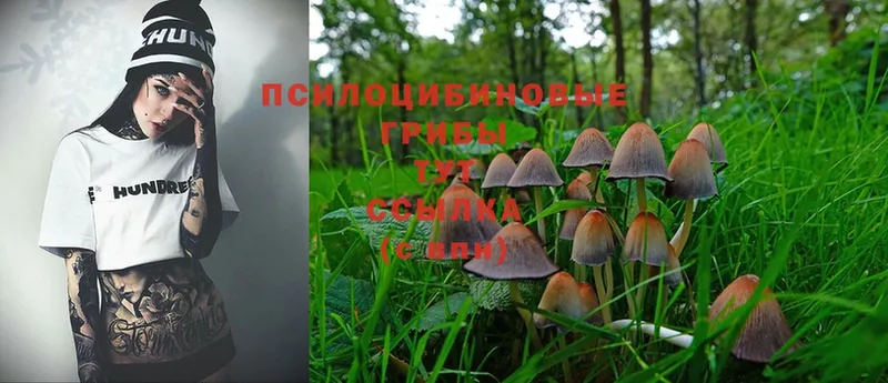 купить закладку  Семикаракорск  hydra рабочий сайт  Галлюциногенные грибы Cubensis 